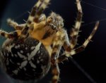 spinne09 (2).jpg