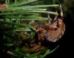 spinne1.jpg