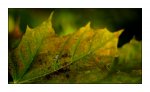 herbstabenfarbstimmung.jpg