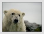 baer1_f.jpg