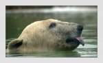 baer2_f.jpg