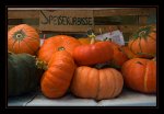 DSC_0076_It's Pumpkin Time Again.jpg