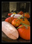 DSC_0074_Pumpkins.jpg