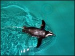 27_Pinguin-im-Wasser_900-forum.jpg
