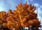 Herbstbaum.jpg
