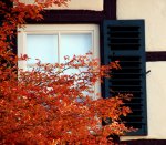 Herbstbaum1.jpg