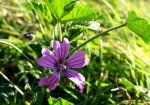 IMG_8568kleiner.jpg
