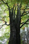 baum.jpg