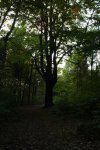 baum1.jpg
