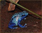 P1050759 blauer Frosch [800x600]_(C).jpg