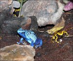 P1050756 blau und gelb [800x600]_(C).jpg