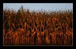 DSC_0041_Cornfield_late_september.jpg