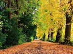 Herbstfarben(1).jpg