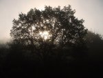 Morgenstimmung_1.jpg