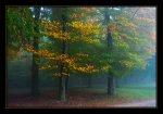 DSC_0032_Herbstwald im Morgenlicht.jpg