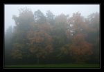DSC_0033_Foggy Morning.jpg