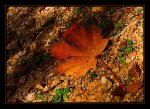 DSC_0048_United Colors of Fall.jpg