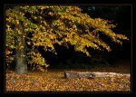 DSC_0076_Leaves.jpg