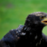 Falkner