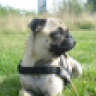 noFFel