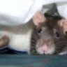 Catana