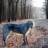 Wolfhound